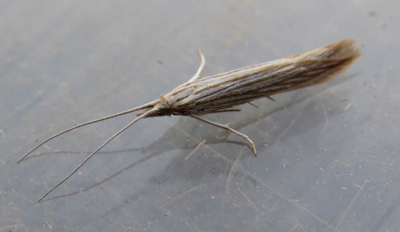 Falena siciliana 15 - Coleophora sp., Coleophoridae